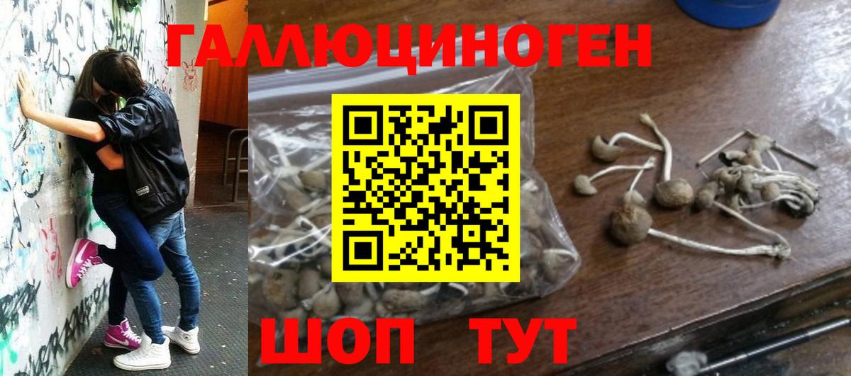 Нижнекамск  Галлюциногенные грибы Psilocybine cubensis  Вход с VPN 